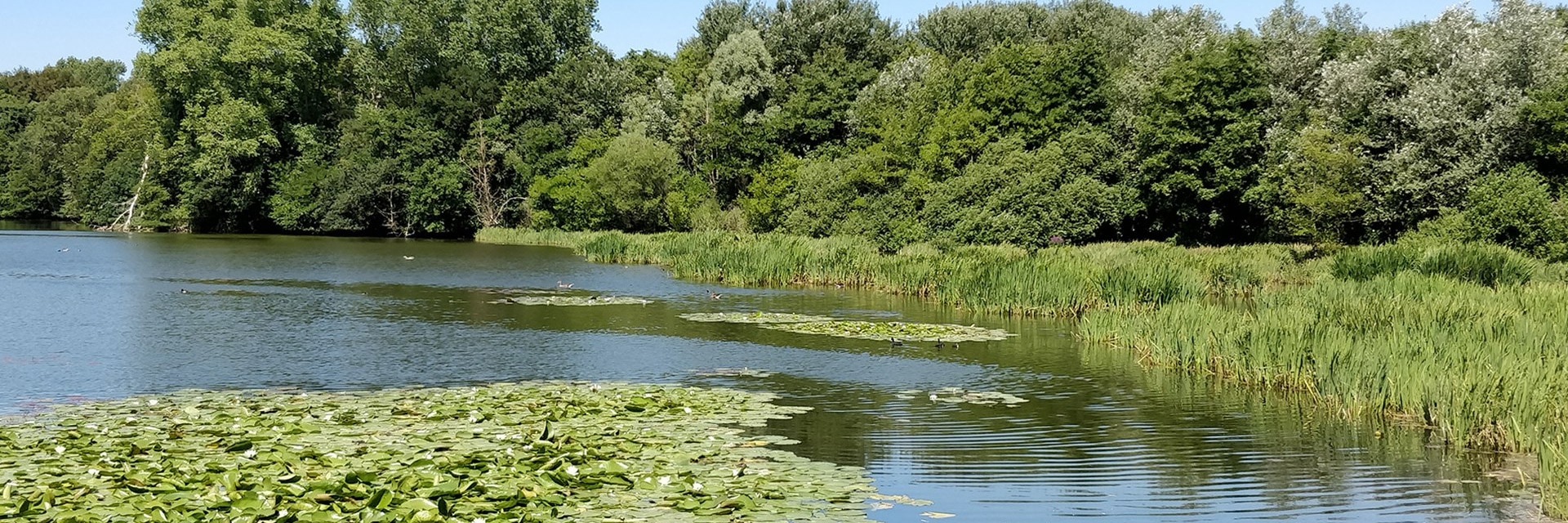 Een meer met vogels en veel groen